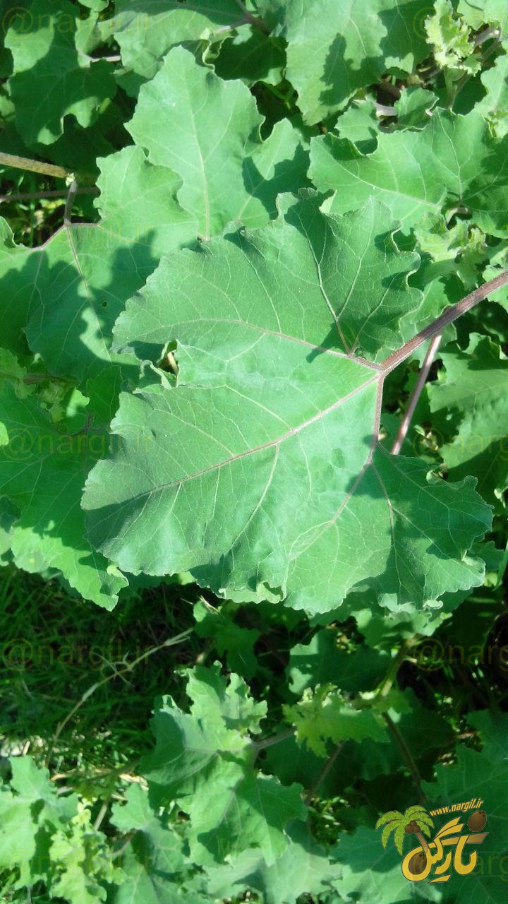 زردینه - معرفی گیاهان بومی ایران